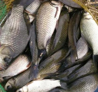 天天吃蒜對身體有什么壞處，天天釣魚